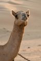 Abu Dhabi Camel Smiling